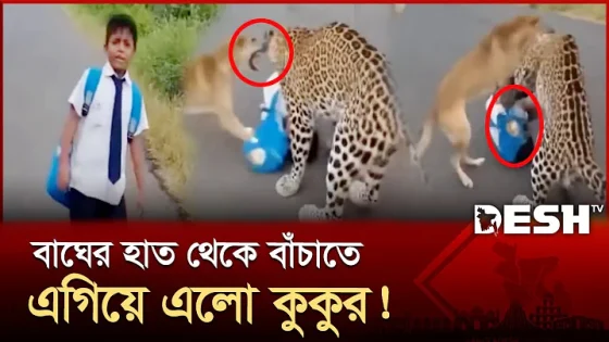 মানুষ না আসলেও এগিয়ে এলো কুকুর! | Tiger | Viral Video | News | Desh TV