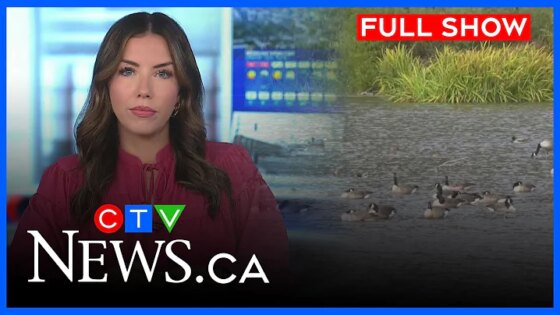 Avian flu concerns and emergency shelter at capacity CTV News Kitchener at Five for Oct. 21